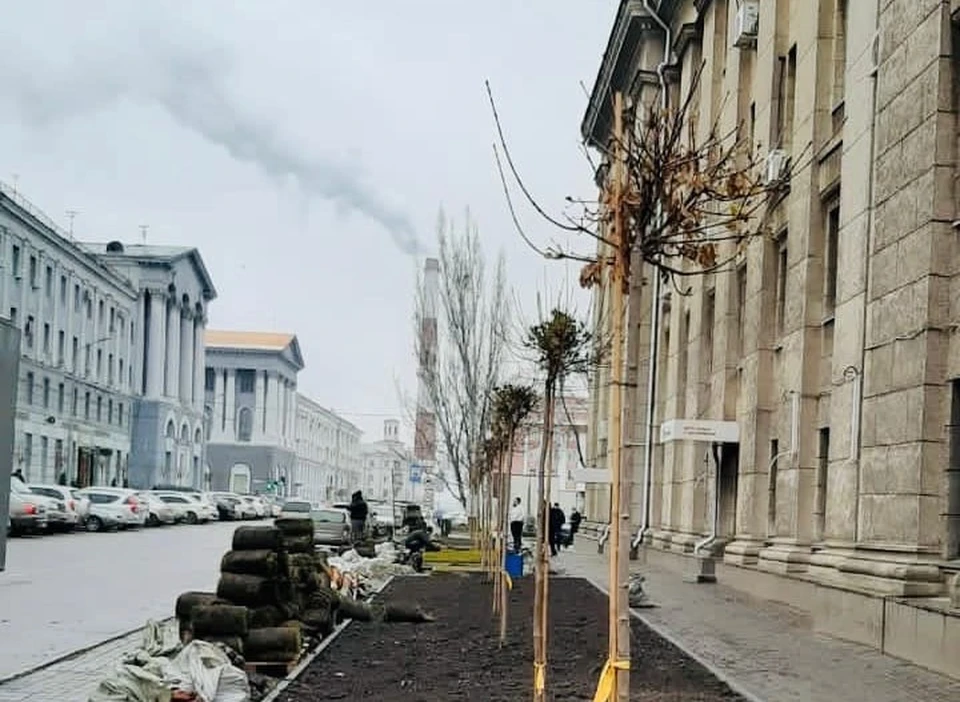 Шаровидные клены высаживают вместо старых лип