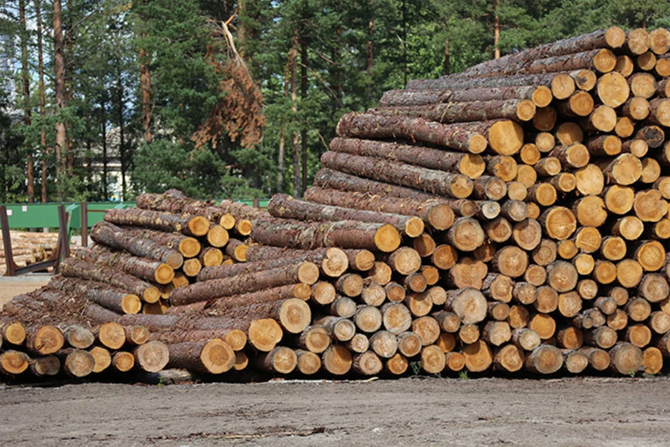 «Основные потери мы несем от незаконных вырубок и лесных пожаров». Фото: rosleshoz.gov.ru
