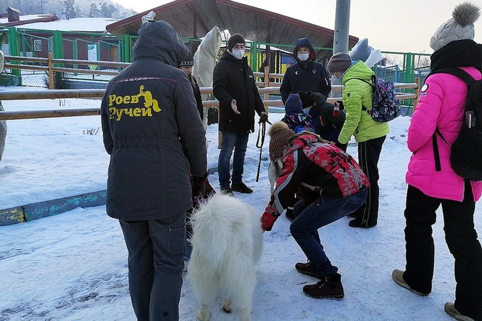 В Красноярске открылась школа, где учат управлять собачьей упряжкой. Фото: "Роев ручей"