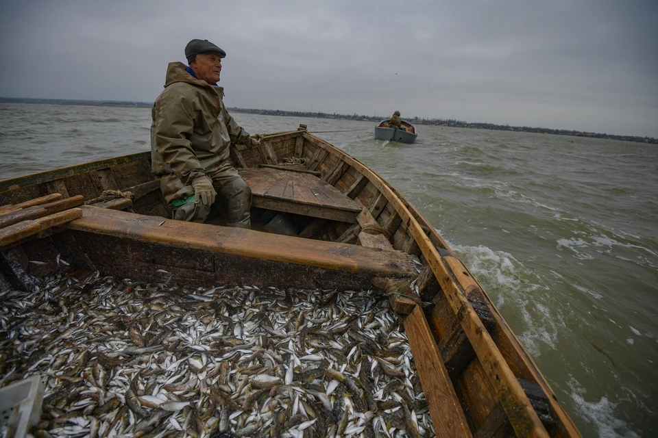 Из Азовского моря начала уходить рыба, привыкшая к более пресной воде.