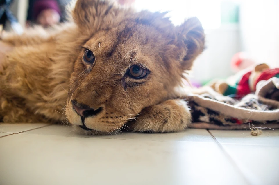 1,5 годовалый Симба считается совершеннолетним по львиным меркам