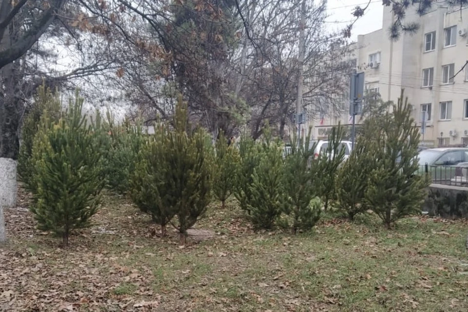 фото: Администрация Симферополя