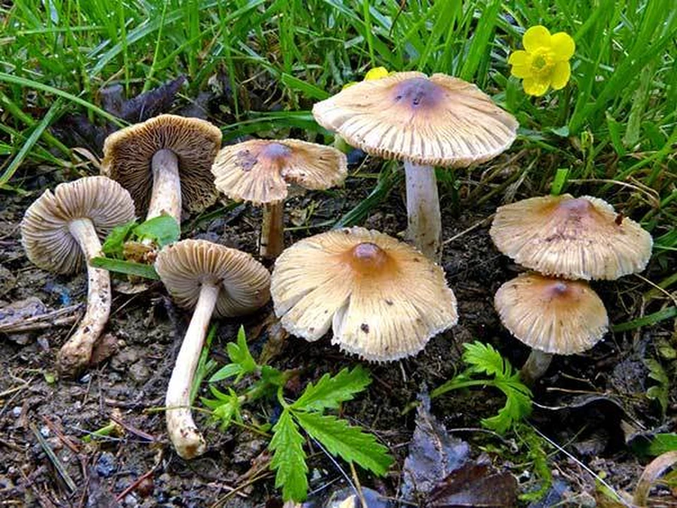 Волоконница трещиноватая очень ядовитый гриб. Он вызывает серьезное отравление. Фото: krym-yalta.ru