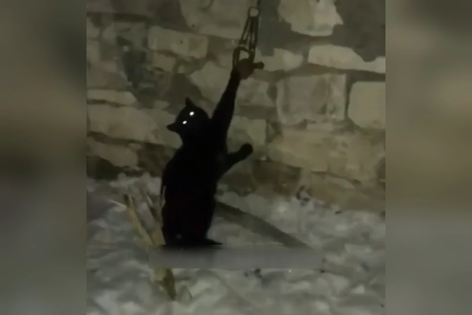 Кадр видео пыток несчастного кота