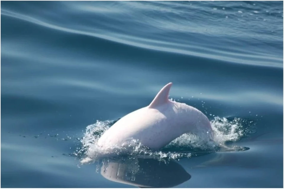 Дельфин-альбинос. Фото: Наталья Макеева