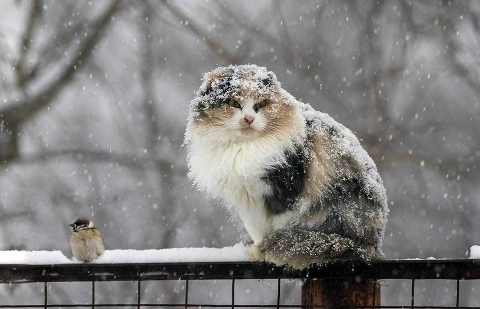 Фото: yandex.ru