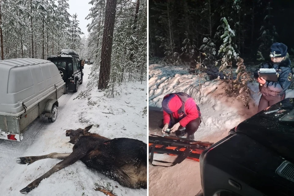 В Ленобласти ловят новогодних браконьеров. Фото: vk.com/ohotnadzor47