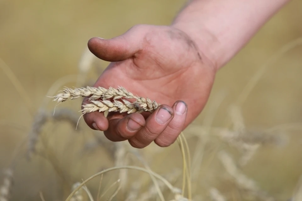 Никакого зерна у продавцов, конечно, не оказалось.