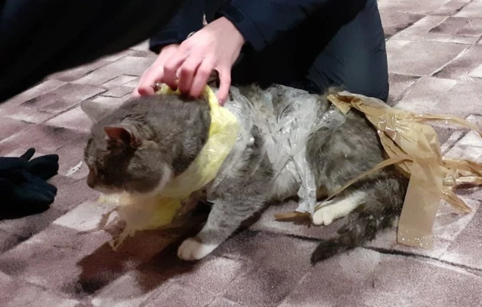 Кот явно настрадался. Фото из группы "Подслушано Бабаево"
