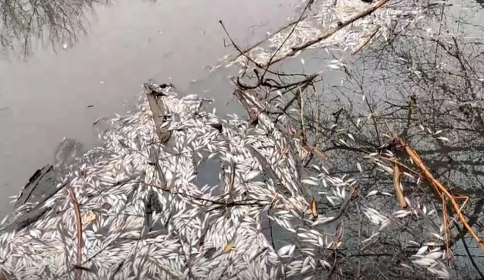 В начале года в Арчеде зафиксировали массовый мор рыбы. Кадр с видео сообщества "Волгоград".