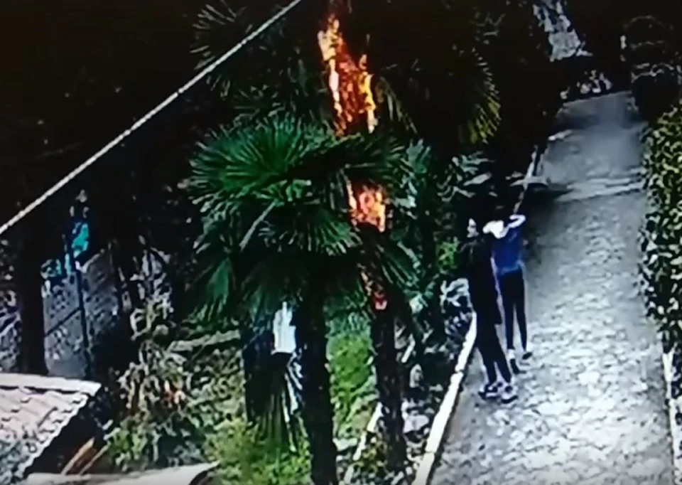Молодой алуштинец случайно сжег пальму во дворе многоэтажного дома. Фото: скрин из видео