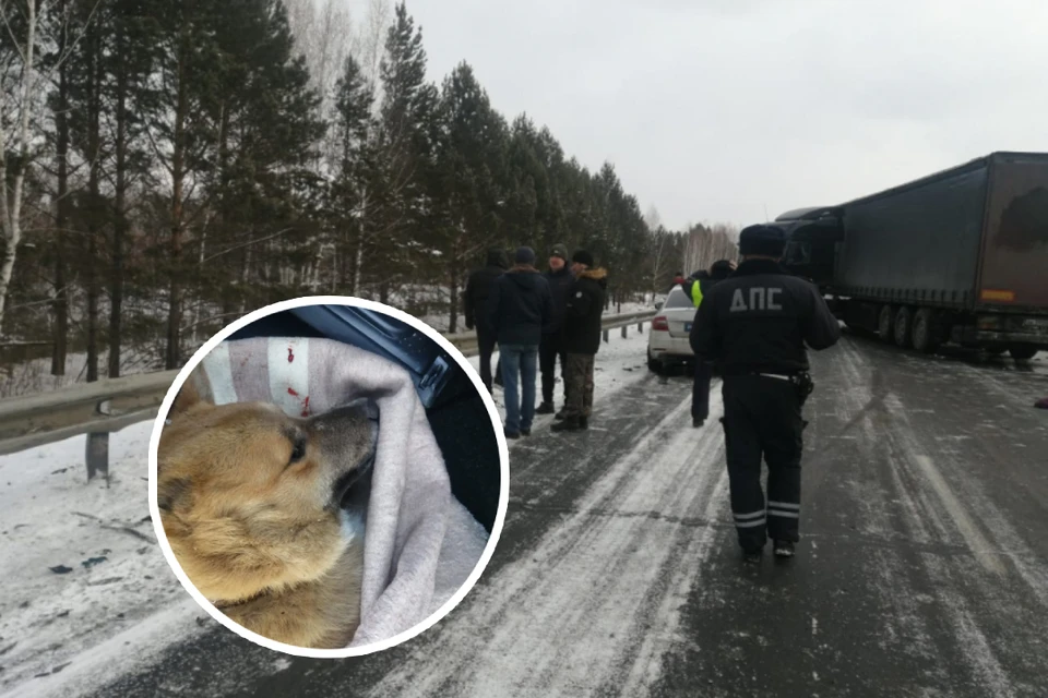 Хозяева погибли, а собака выжила в крупном ДТП на трассе в Иркутской области. Фото: ГУ МВД России по Иркутской области.