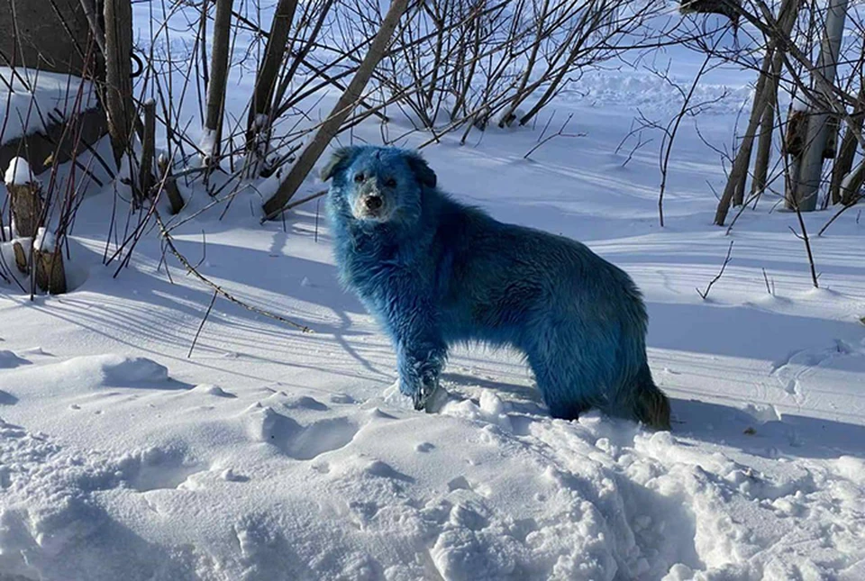 Пушистые аватары: Стаю голубых собак заметили в Дзержинске. ФОТО: Алексей Ганин.