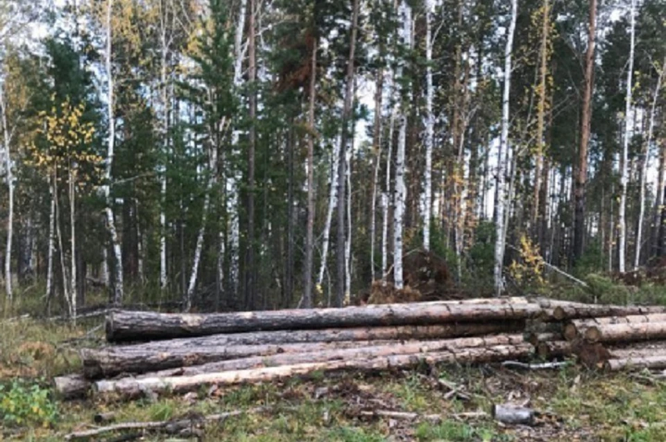Организатор черных лесорубов отправится в колонию на 4 года в Иркутской области