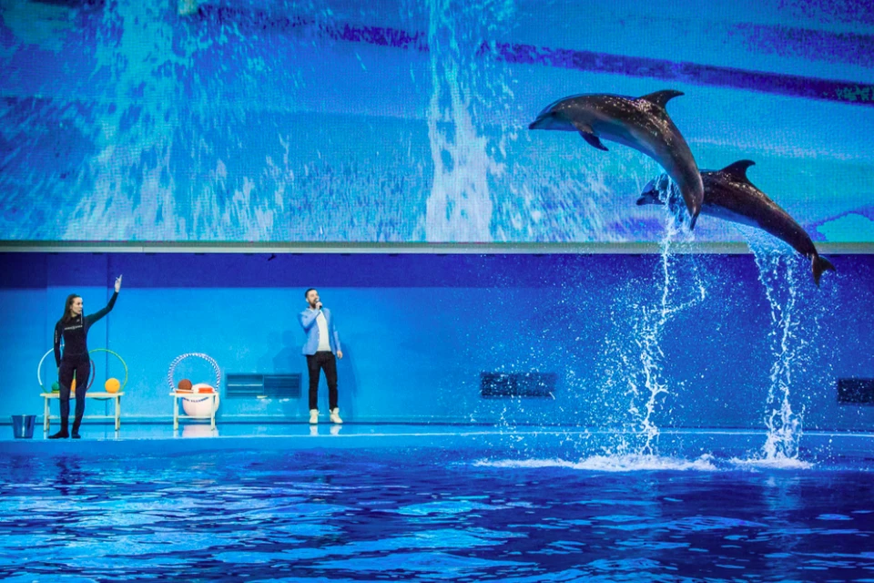 Дельфинарий Приморского океанариума. Фото: пресс-службы Океанариума