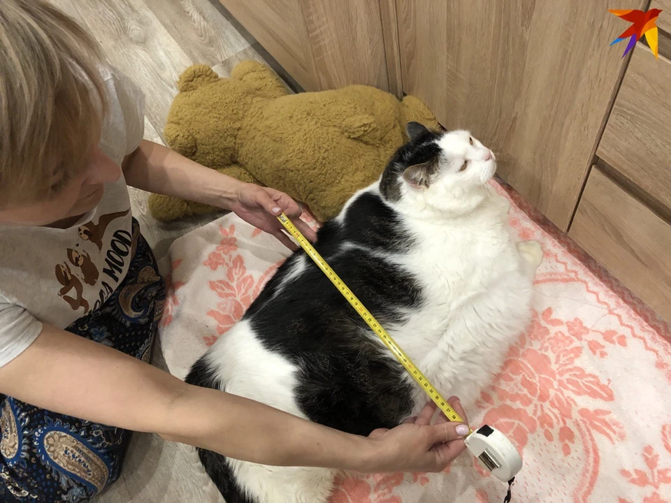 Он большой котик, но худеет и, кажется, счастлив»: узнали, как поживает  Перышко - самый толстый кот Беларуси - KP.RU