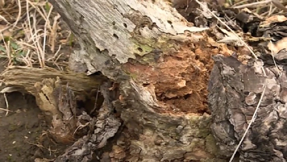 Остатки сосен в лесу под Кальчугино доедает короед. Фото: кадр сюжета Вести.Крым