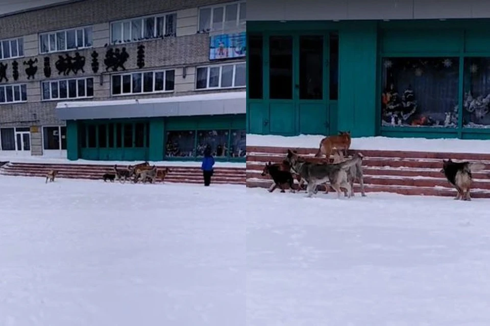 В городе Обь в Новосибирской области бродячие собаки набросились на школьника. Фото: Кадр из видео