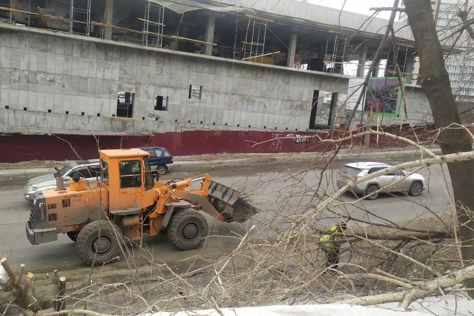 Во Владивостоке продолжают устранять последствия ледяного дождя, сломавшего тысячи деревьев