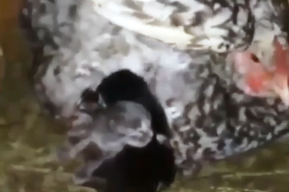 Под крыльями у курицы насчитали семь малышей. Фото: кадр из видео.