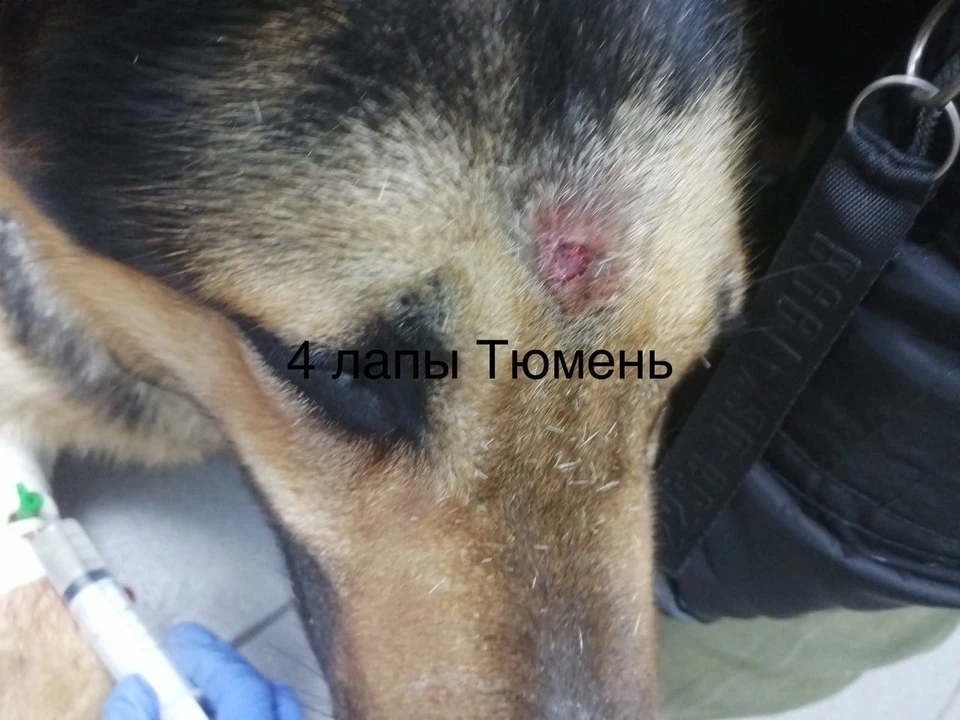 В Тюмени собака впала в кому после выстрела в голову. Фото - "4 ЛАПЫ ТЮМЕНЬ".