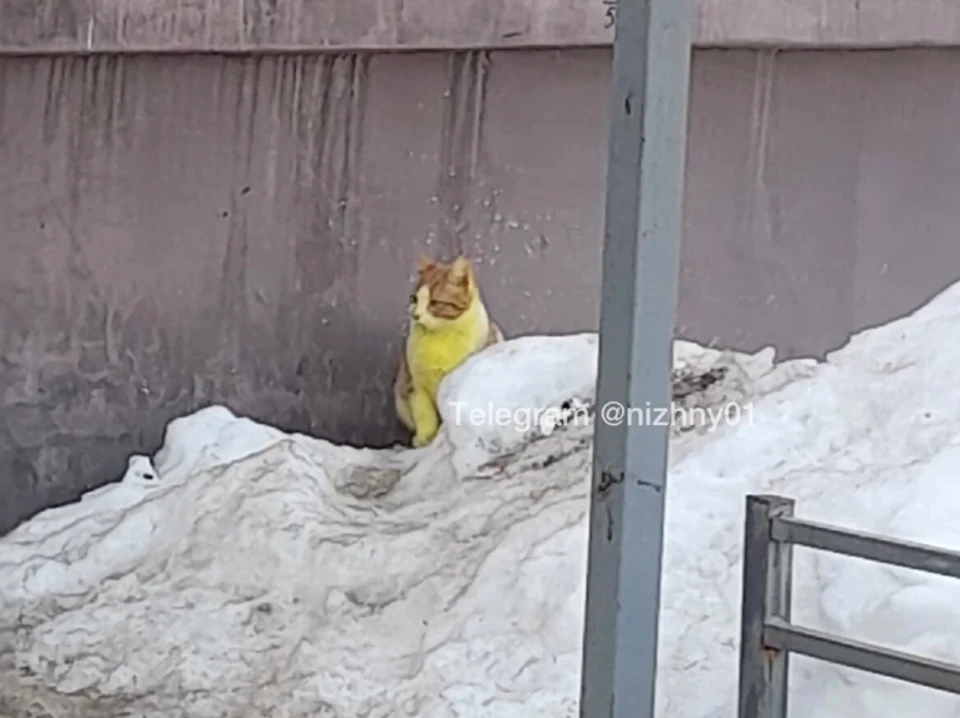 На кошках со светлой шерстью желтый цвет заметен издалека. Фото: скриншот из видео. Источник: телеграм-канал «Нижний № 1»