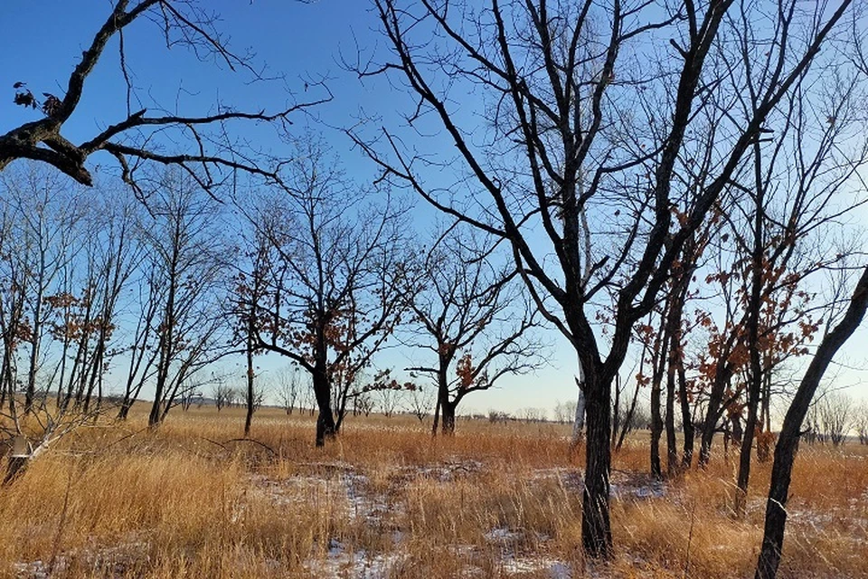 Вместо сгоревших деревьев в Хабаровском крае посадят новые саженцы