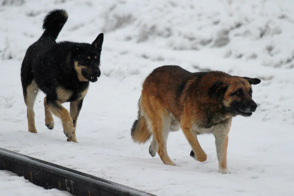 Стая бродячих псов атакует зоопарк на Фортуне в Иркутске.