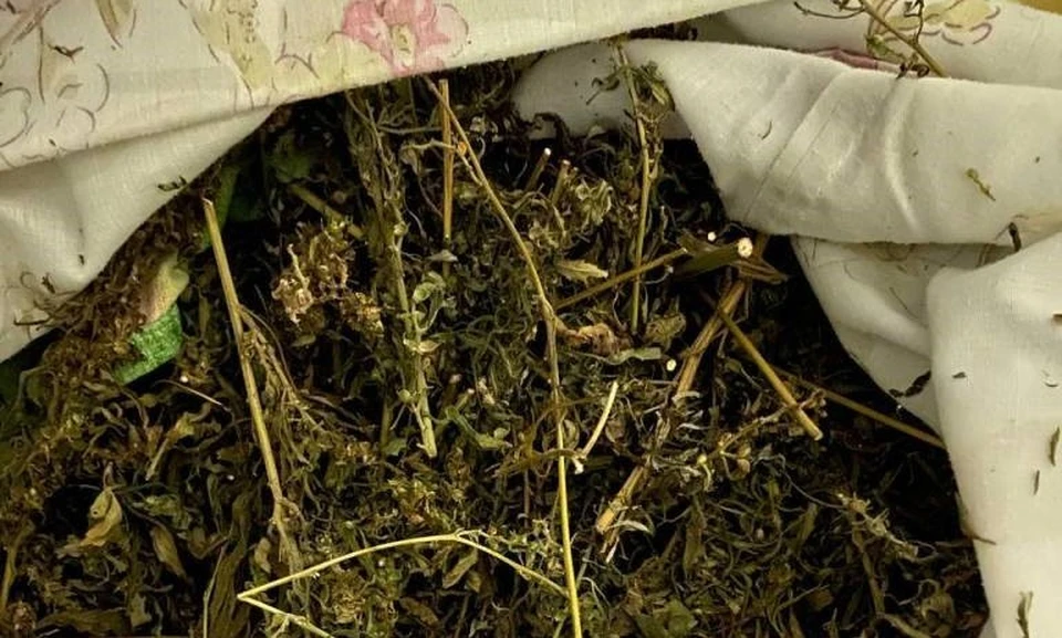 У вартовчанина нашли почти полкилограмма конопли Фото: УМВД России по г. Нижневартовску