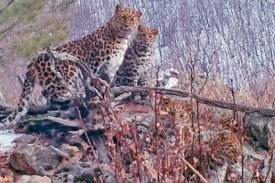 Сразу четыре леопарда засняла фотоловушка в национальном парке "Земля леопарда"