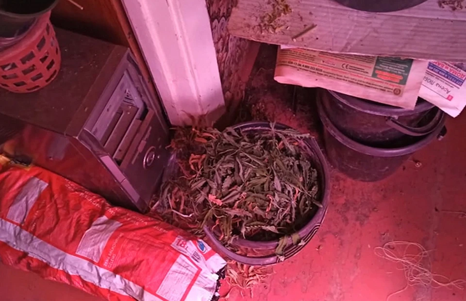 Нижегородцы обустроили наркоплантации прямо в арендованных квартирах.
