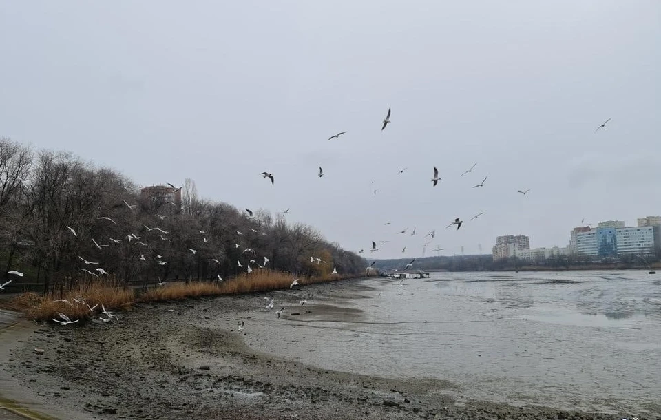 Северное водохранилище ростов. Дамба Ростов Северный. Дамба Северное водохранилище. Птицы Северное водохранилище Ростов.