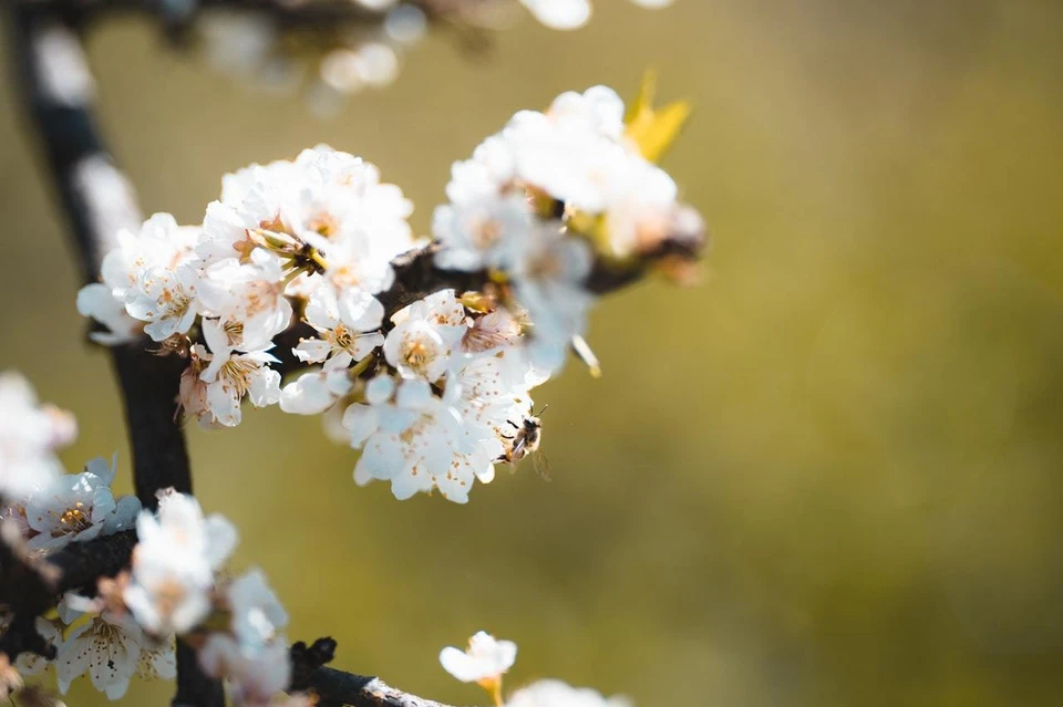 Фото: pexels.com
