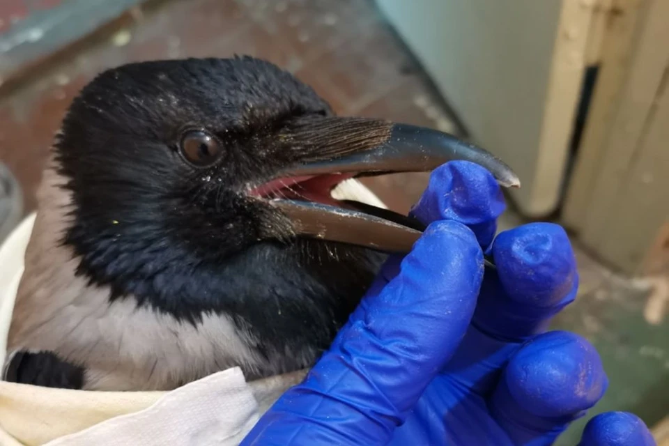 После курса лечения птица полностью восстановилась. Фото: vk.com/savebirds43