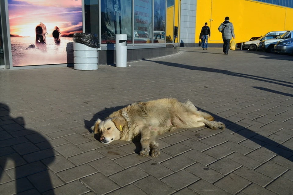 Днем в Донецке будет по-настоящему весенняя погода