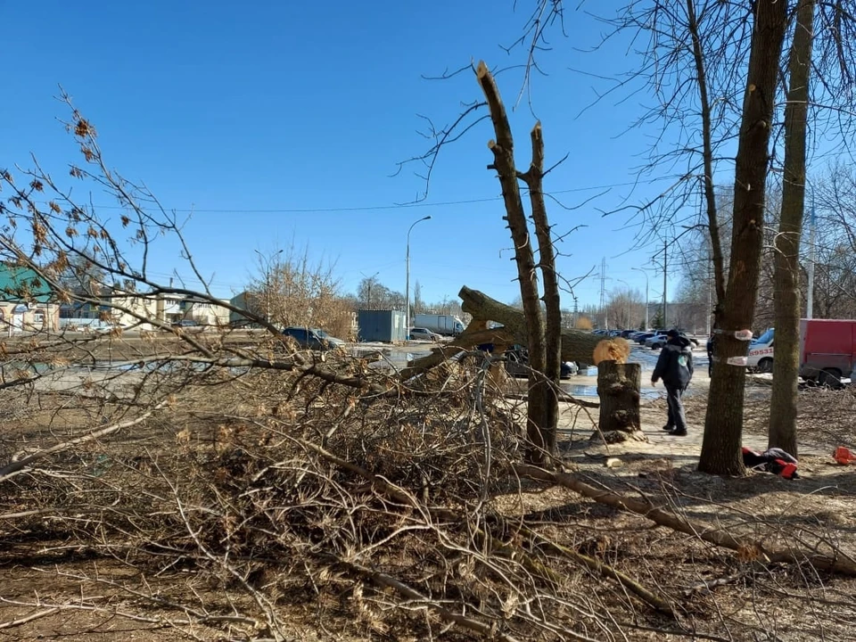 Кроме того, 119 аварийных дерева будут опилены