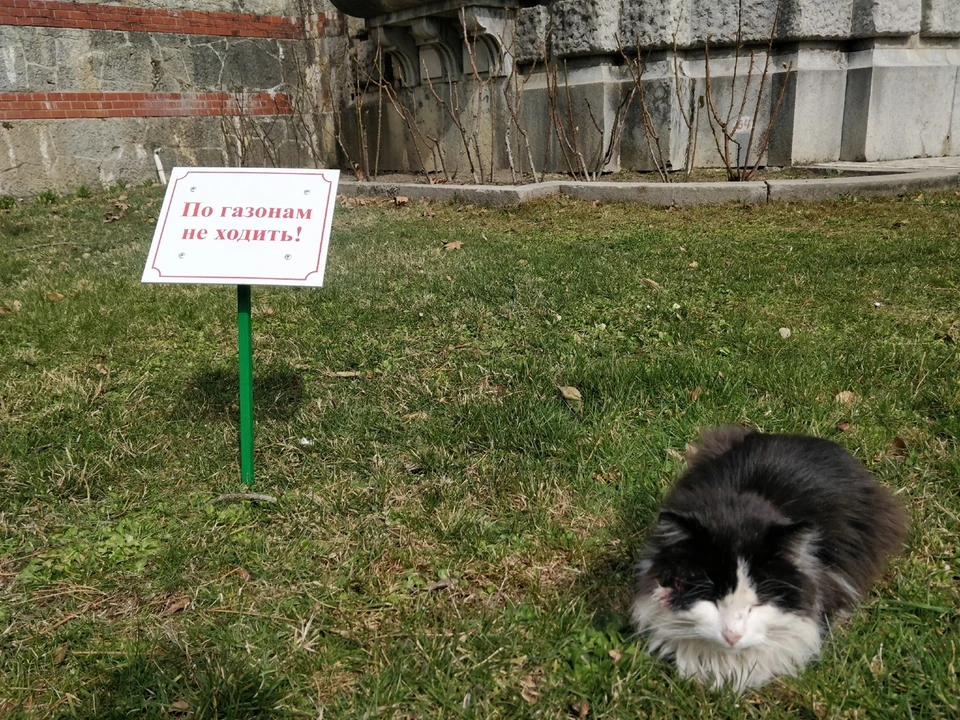 На тротуарах и газонах запрещено парковаться