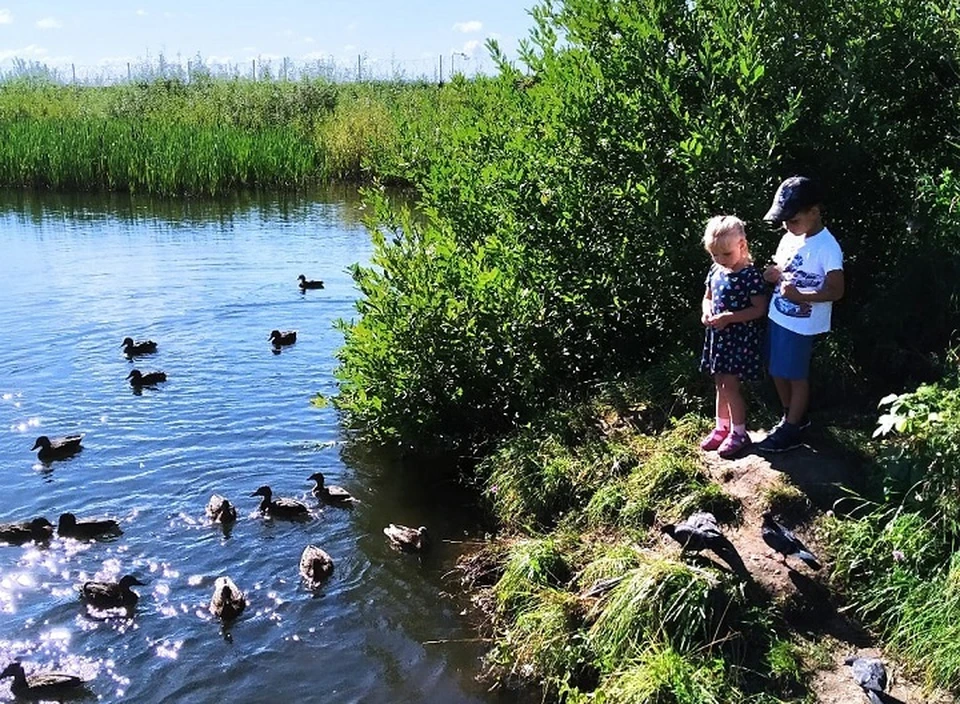 На пруду живут утки. Вот только подход к воде затруднен. Фото: портал Город ЧЕ