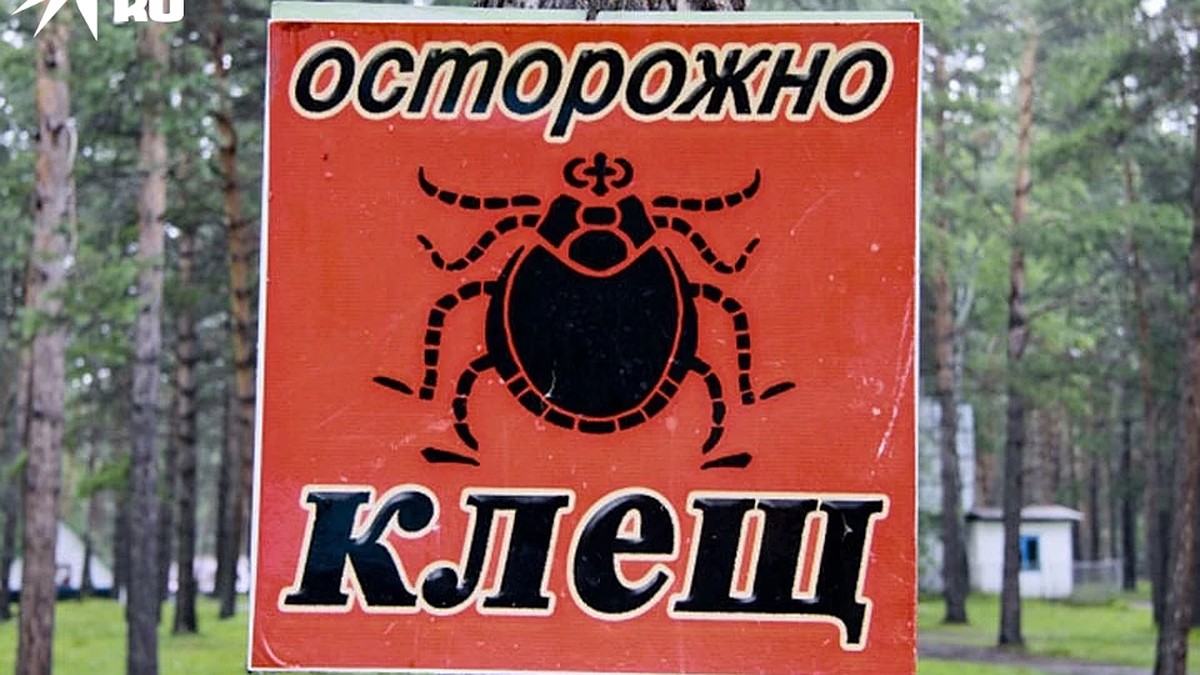 Кровососы ищут красненькой: клещи активизировались в Тверской области -  KP.RU