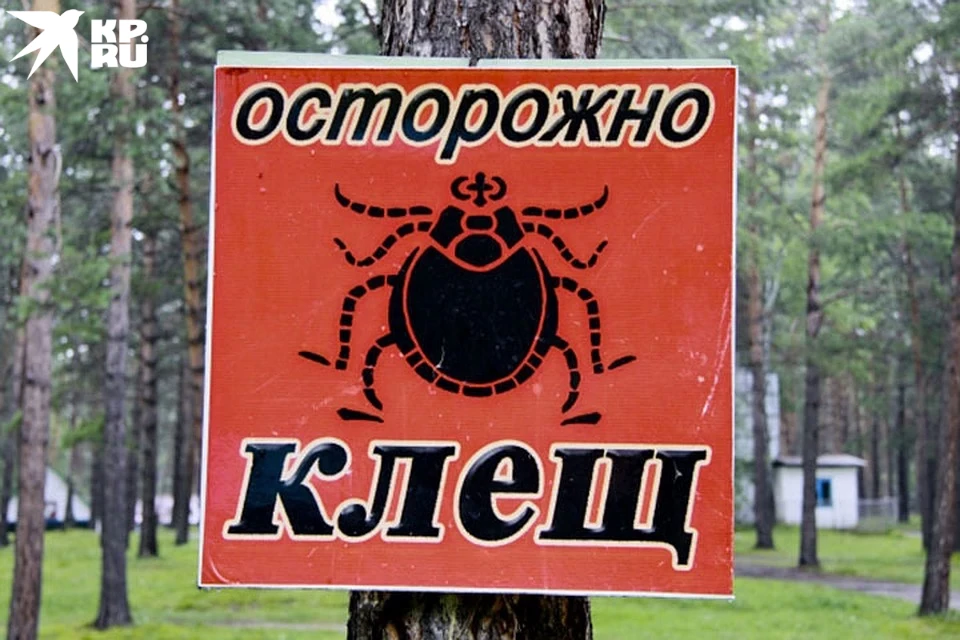 Опасные букашки готовы попить нашей кровушки, и мы должны знать, как себя от них обезопасить.
