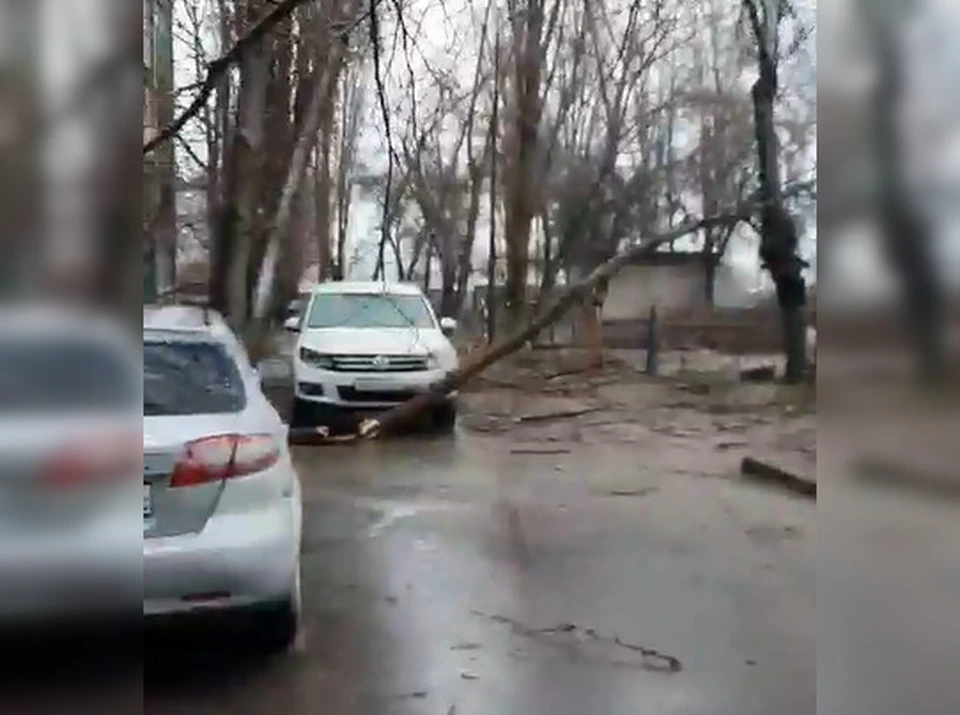 К 12-ти часам в полицию обратились 10 собственников автомобилей, на которые упали деревья. Кадр с видео Марии Сердюковой.