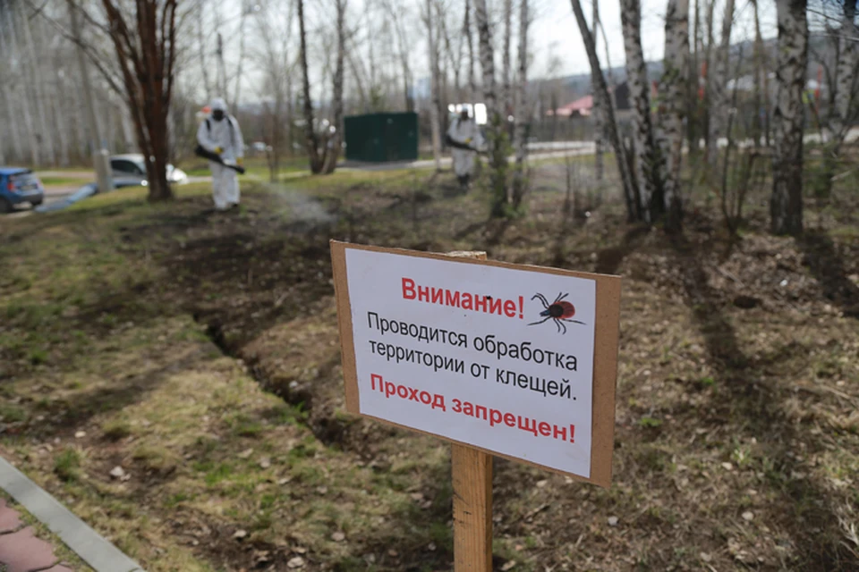 Сезон клещей в Нижнем Новгороде 2021 начался после потепления
