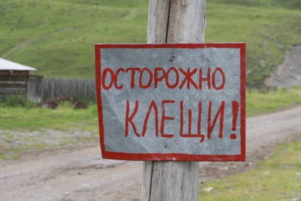 В Кировской области клещи проснутся уже в апреле.