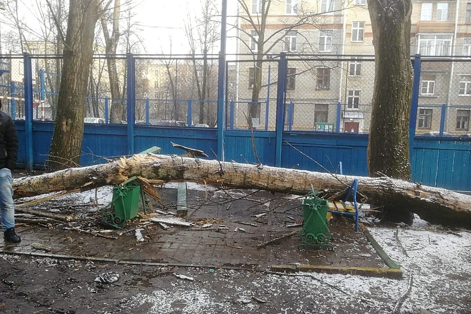 Старый тополь, который рос на площадке, затрещал и повалился прямо на отдыхающих