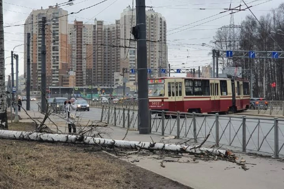 Упавшая береза оборвала провода на севере Петербурга