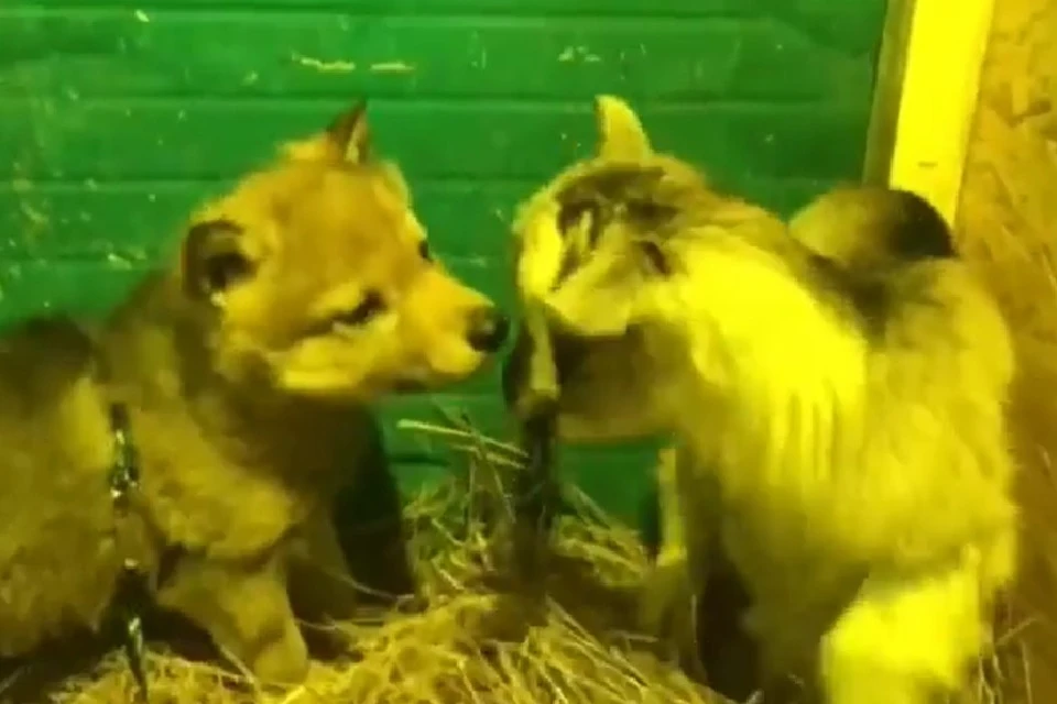 Волчонок подружился с козленком в зоопарке на берегу Байкала. Фото: стоп-кадр с видео Сибирского зоопарка