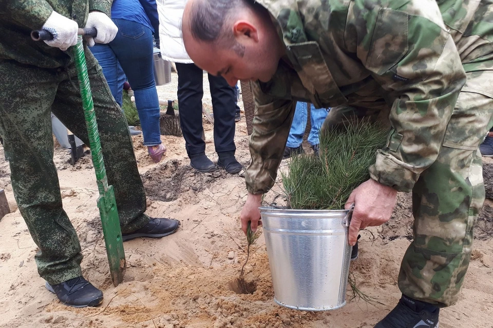 В Усть-Донецком районе высажены более 4 тысяч деревьев. Фото: правительство РО