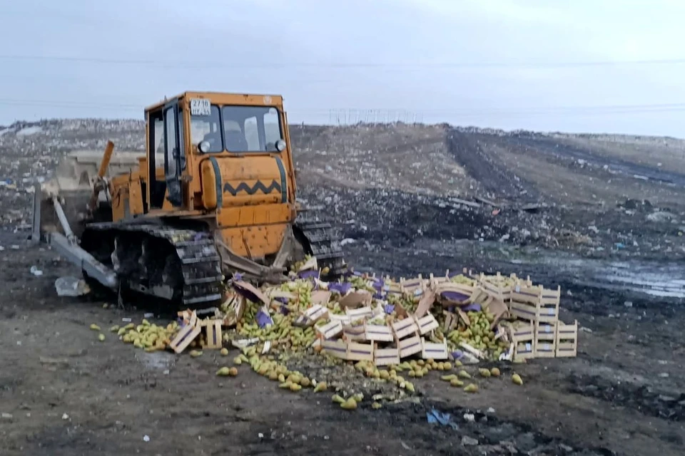 Фрукты уничтожили бульдозером. Фото: Россельхознадзор по Новосибирской области.