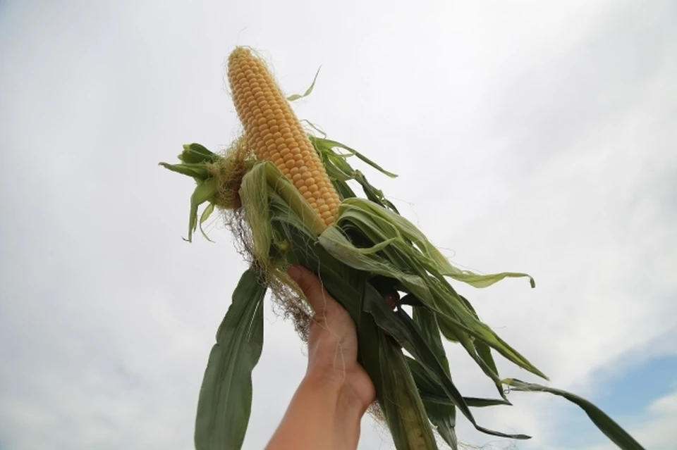 На Кубани стартовал сев кукурузы