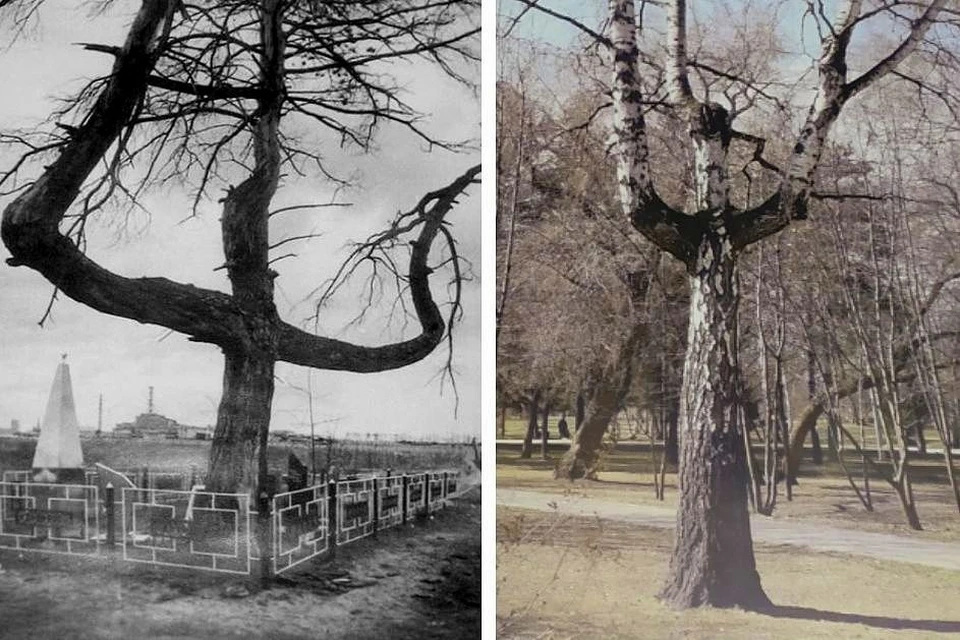 Деревья-двойники: одно росло возле Чернобольской АЭС, другое выросло в Новосибирске возле стелы, посвященной ликвидаторам. Фото: Сибирский региональный союз «Чернобыль»